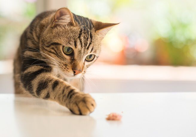A tabby cat reaching out with its paw to grab a small piece of food on a white surface.